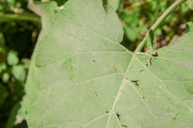Yeşil dulavrat otu ve arka plan dokusu