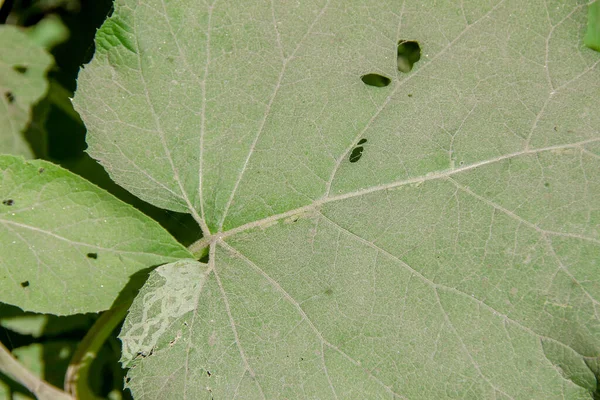 부둣가와 배경을 — 스톡 사진