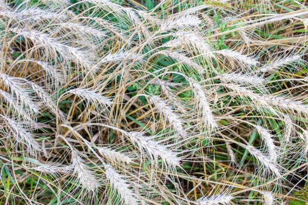八月田里的麦穗 — 图库照片