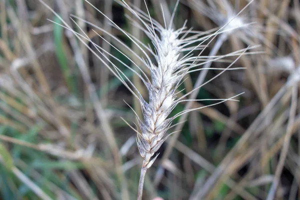 8月の野麦の小穂 — ストック写真