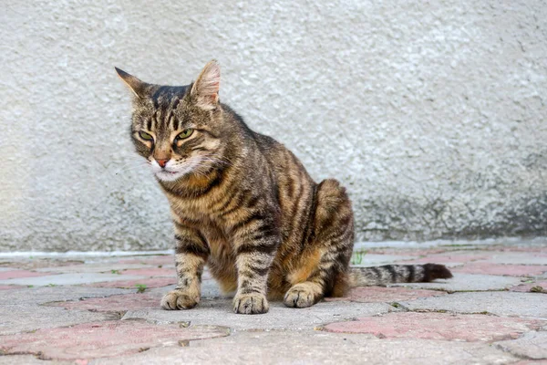Schöne Katze Sitzt Nachmittag Auf Dem Asphalt — Stockfoto