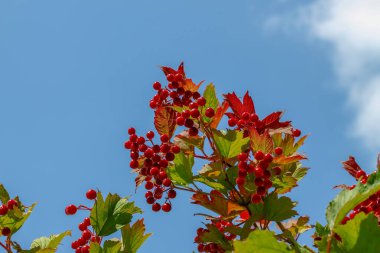 Red bunches with viburnum berries on the bush