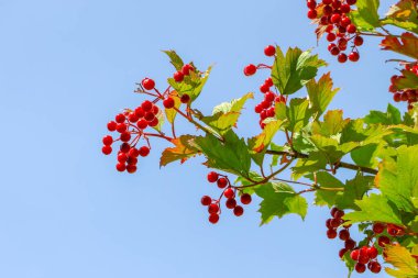 Red bunches with viburnum berries on the bush