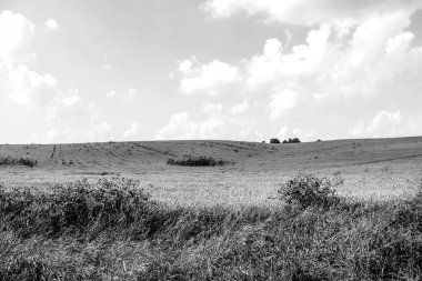 Ağustosta tahılların toplanacağı bir buğday tarlası.