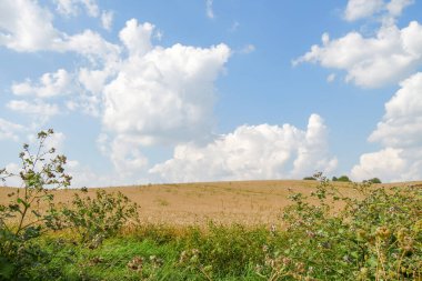 Ağustosta tahılların toplanacağı bir buğday tarlası.