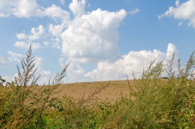 Ağustosta tahılların toplanacağı bir buğday tarlası.