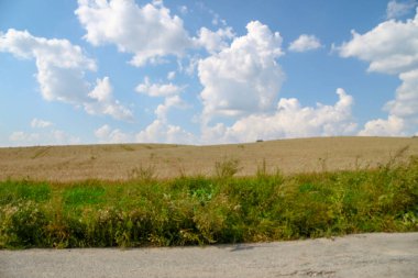 Ağustosta tahılların toplanacağı bir buğday tarlası.