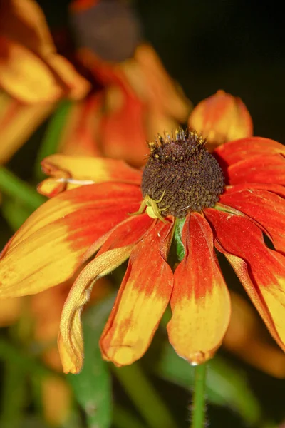 Flor Con Pétalos Amarillos Jardín Flores Agosto — Foto de Stock