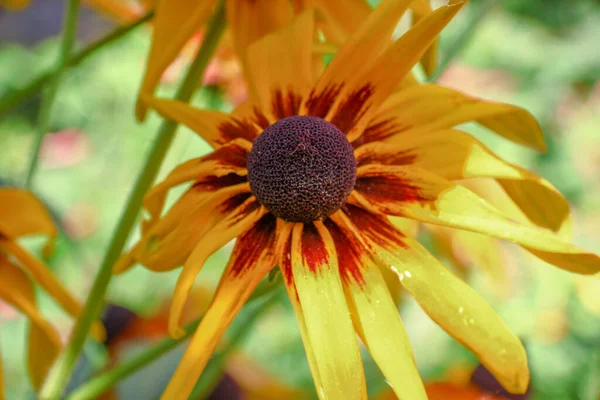 Sárga Fekete Virágok Szirmokkal Kertben Augusztusban — Stock Fotó