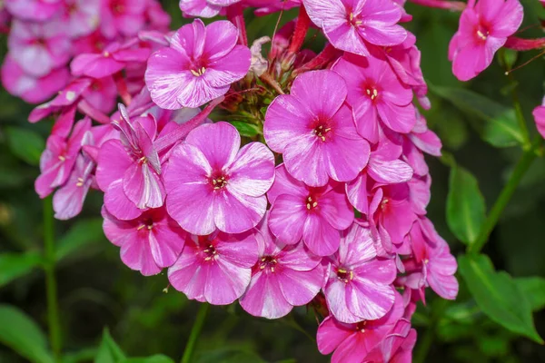 Kleine Roze Bloemen Met Bloemblaadjes Tuin Augustus — Stockfoto