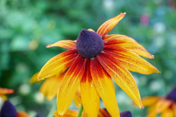 Sárga Fekete Virágok Szirmokkal Kertben Augusztusban — Stock Fotó