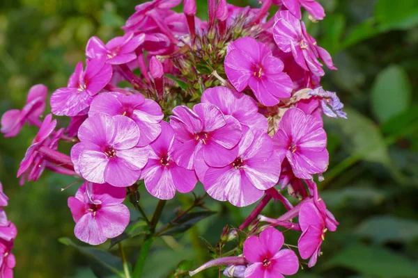 Petites Fleurs Roses Avec Pétales Dans Jardin Août — Photo