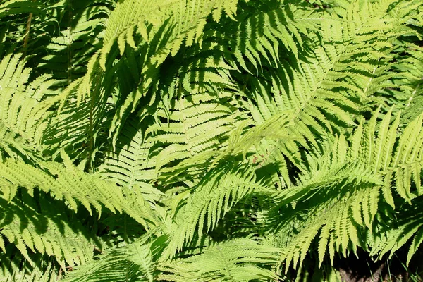 Green Decorative Leaves Garden August — Stock Photo, Image