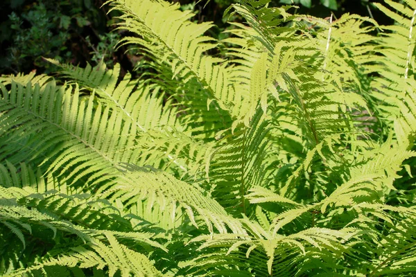 Hojas Verdes Decorativas Jardín Agosto — Foto de Stock