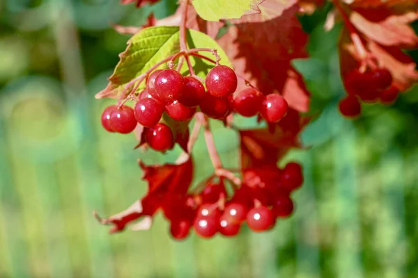 Red Bunches Viburnum Berries Bush — Fotografia de Stock
