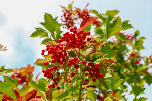 Red Bunches Viburnum Berries Bush — Stock Fotó