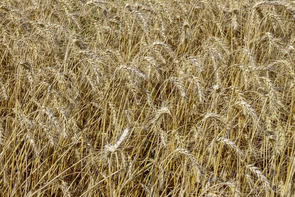 Ett Vetefält Där Spannmål Snart Skördas Augusti — Stockfoto