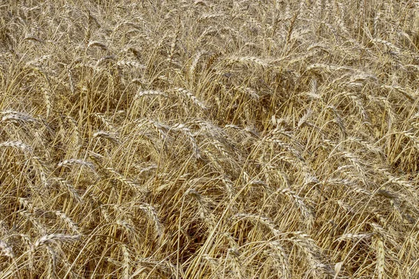 Een Tarweveld Waar Binnenkort Graan Zal Worden Geoogst Augustus — Stockfoto