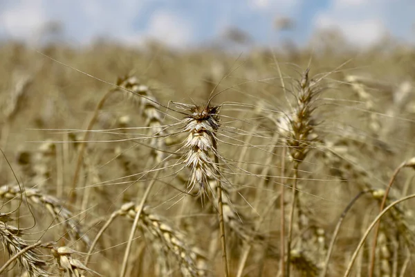 Pšeničné Pole Kde Bude Obilí Brzy Sklizeno Srpnu — Stock fotografie