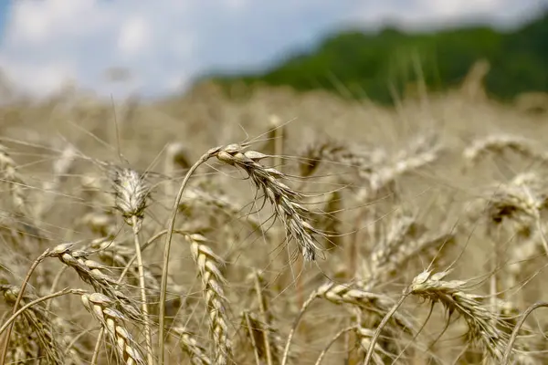 Pšeničné Pole Kde Bude Obilí Brzy Sklizeno Srpnu — Stock fotografie