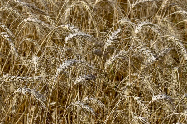 Campo Trigo Onde Grão Breve Será Colhido Agosto — Fotografia de Stock