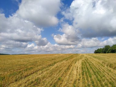 Yakın zamanda hasat edilen buğdaylı sarı tarla.