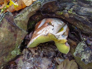 Sonbaharda ormanda Boletus Edulis