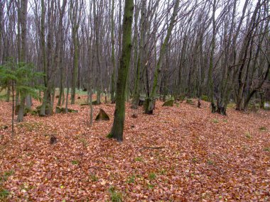 Sonbaharda ormandaki Katolik Hristiyan mezarlığı. Ukrayna, Strusiv köyü.