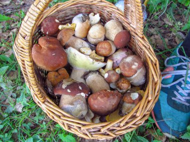 Bir sepet dolusu yenilebilir yabani mantar.