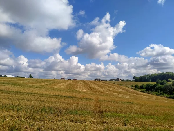 Žluté Pole Pšenicí Nedávno Sklizené Kombajnem — Stock fotografie