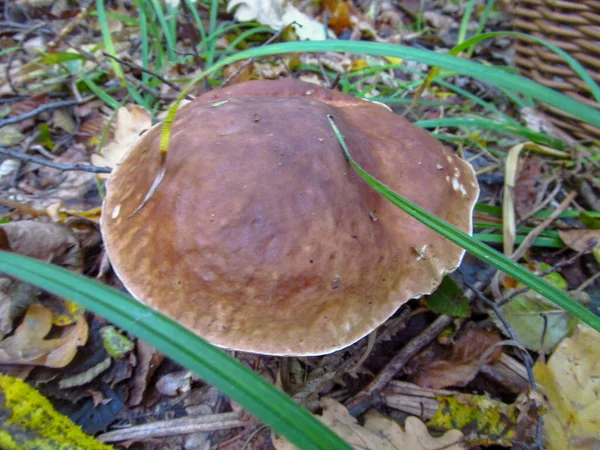 Boletus Edulis Floresta Outono — Fotografia de Stock