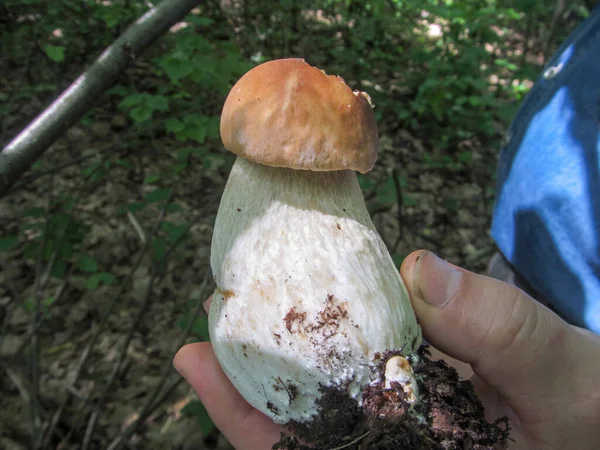 Boletus Edulis Floresta Outono — Fotografia de Stock