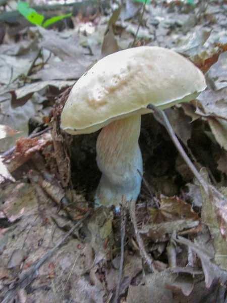 Boletus Edulis Лесу Осенью — стоковое фото