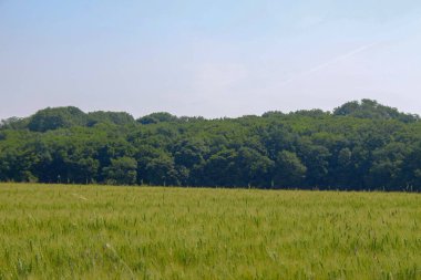 Ağustos 'ta güzel Paige ve sarı tarlalar