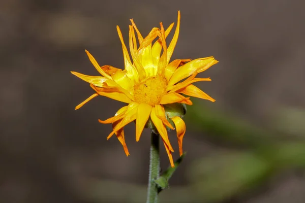 Schöne Gelbe Blume Mit Blütenblättern Garten August — Stockfoto