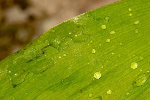 Yeşil Bir Yaprağın Üzerindeki Çiy Damlaları — Stok fotoğraf