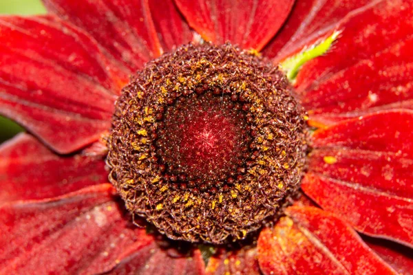 Красный Черный Цветок Саду — стоковое фото
