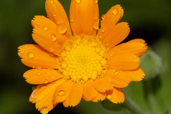 Bela Flor Amarela Com Pétalas Gotas Água Jardim Agosto — Fotografia de Stock
