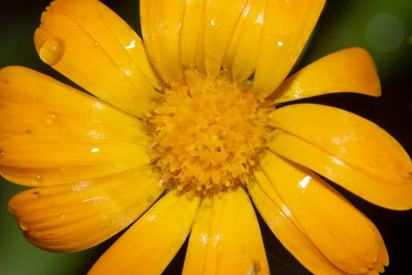 Hermosa Flor Amarilla Con Pétalos Gotas Agua Jardín Agosto —  Fotos de Stock