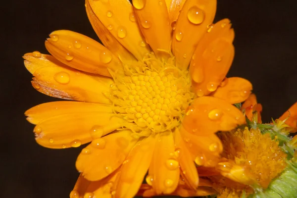 Hermosa Flor Amarilla Con Pétalos Gotas Agua Jardín Agosto —  Fotos de Stock