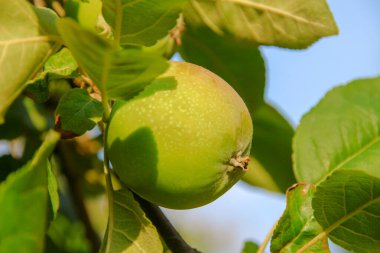 Yağmurdan sonra çiğ taneli kırmızı-yeşil elmalar