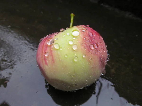 Rot Grüne Äpfel Mit Tau Nach Regen — Stockfoto