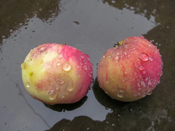 Manzanas Rojo Verdes Con Rocío Después Lluvia — Foto de Stock