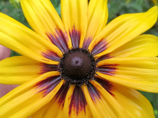 Hermosa Flor Amarilla Negra Con Pétalos Después Lluvia — Foto de Stock