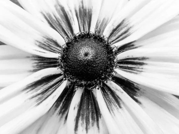 Black White Photo Flower Beautiful Petals — Stock Photo, Image