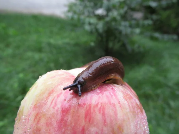 Bella Lumaca Gialla Una Mela Dopo Pioggia — Foto Stock