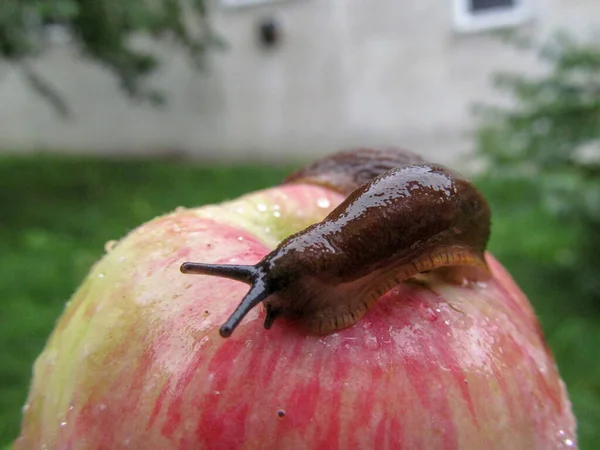 Caracol Amarelo Bonito Uma Maçã Após Chuva — Fotografia de Stock