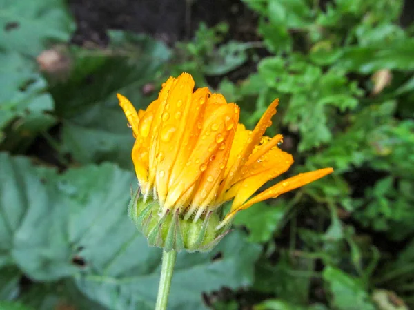 Fleur Jaune Automne Avec Pétales Après Pluie — Photo