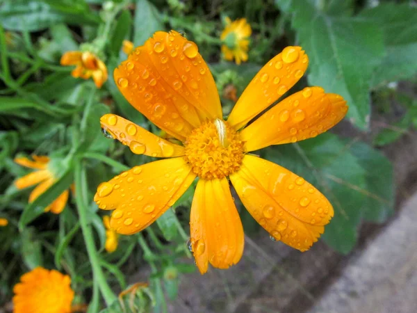 Outono Flor Amarela Com Pétalas Após Chuva — Fotografia de Stock