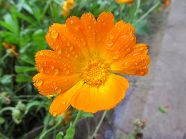 Fleur Jaune Automne Avec Pétales Après Pluie — Photo